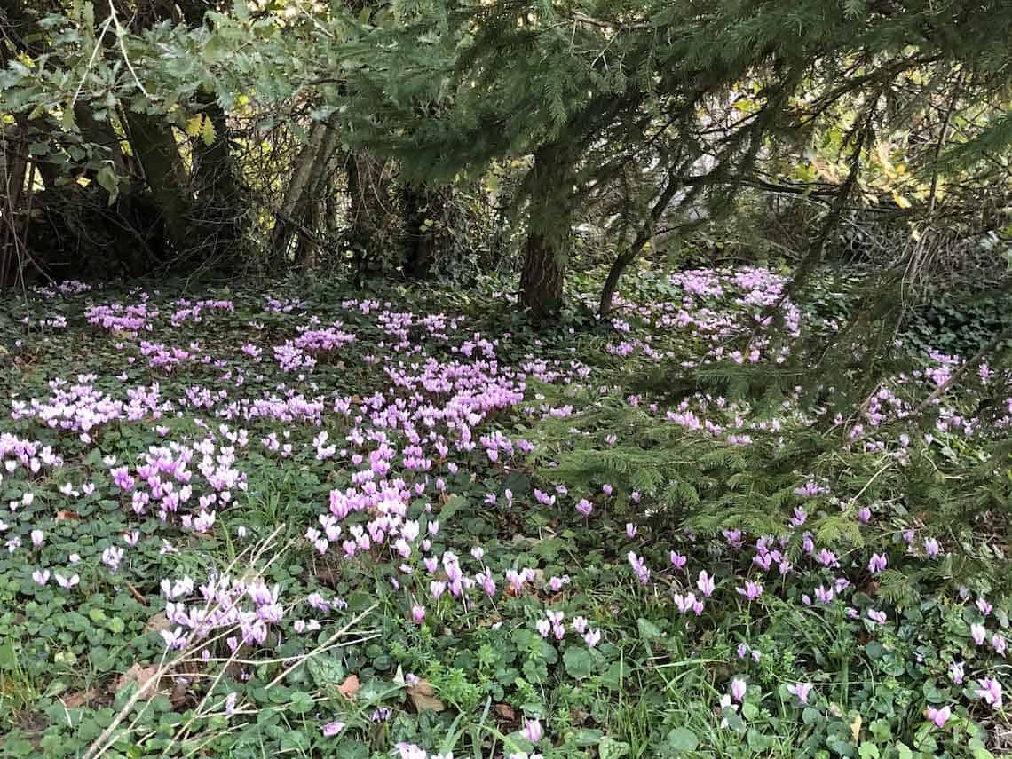 cyclamen